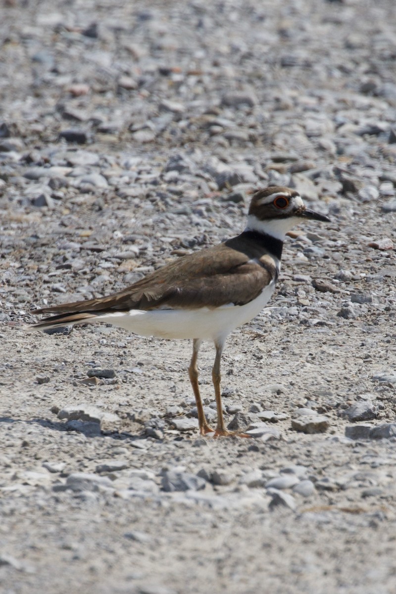 Killdeer - Mathias & Sharon Mutzl