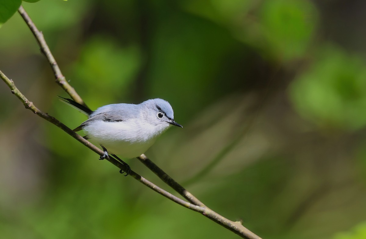 Blue-gray Gnatcatcher - Channa Jayasinghe