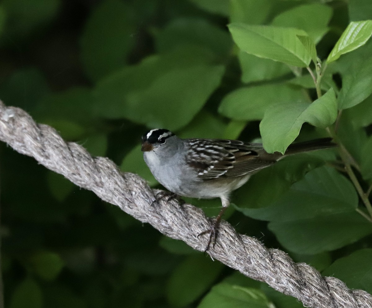 White-crowned Sparrow - Lenore Charnigo