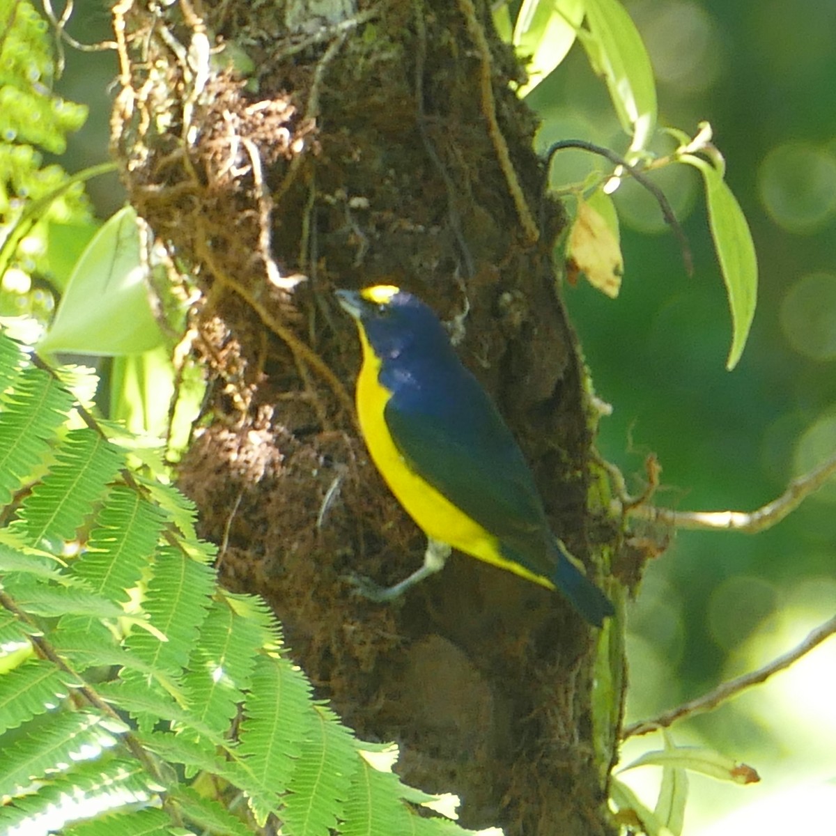 Yellow-throated Euphonia - Ulrike Schmölzer