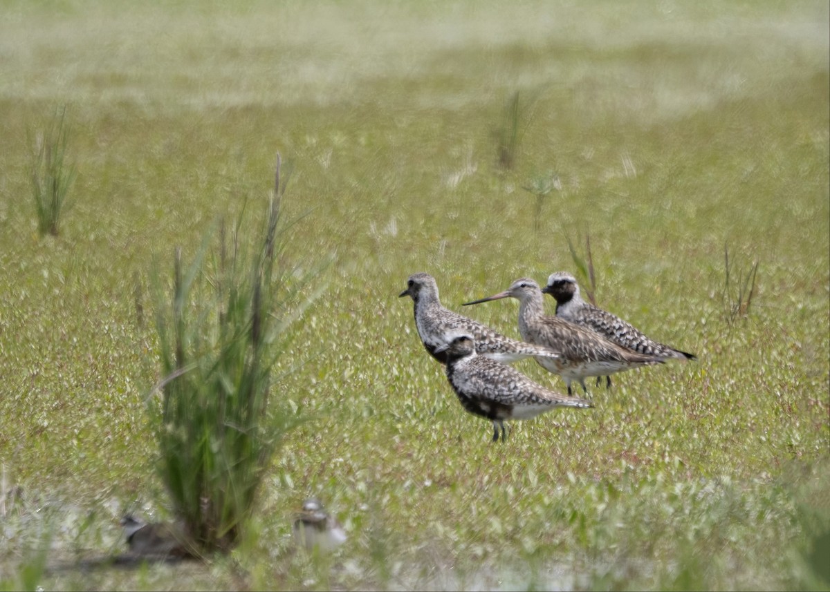 Bar-tailed Godwit - Guillermo Risco