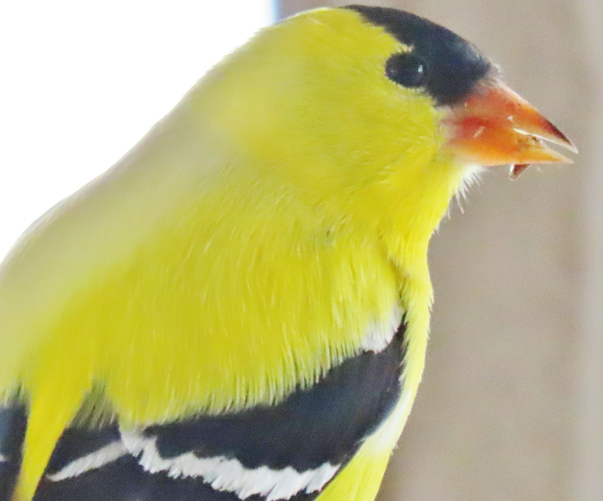 American Goldfinch - peter weber
