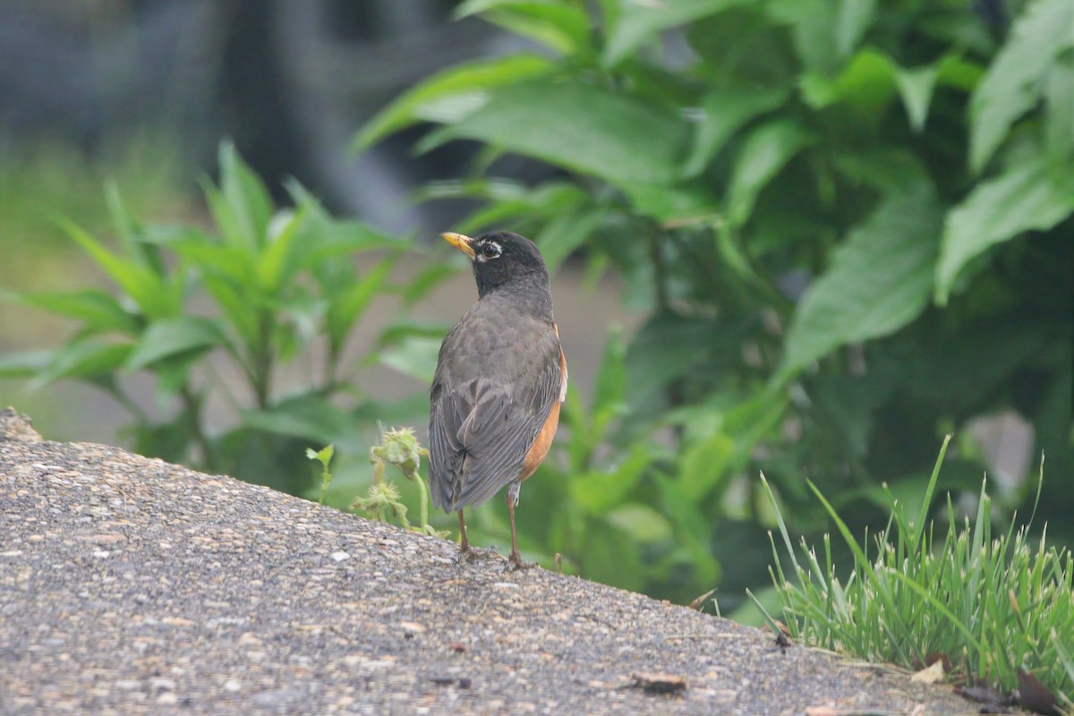 American Robin - Melissa Ludwig