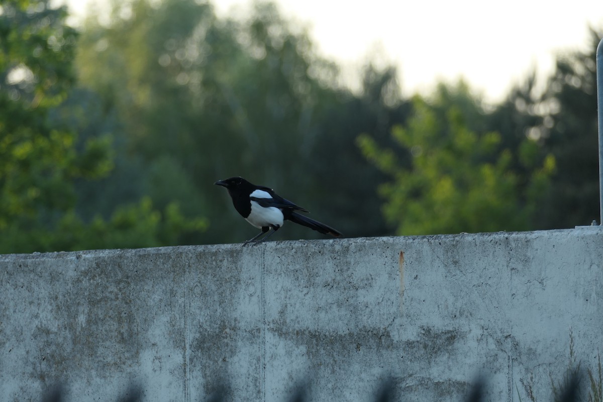 Eurasian Magpie - Krzysztof Dudzik-Górnicki