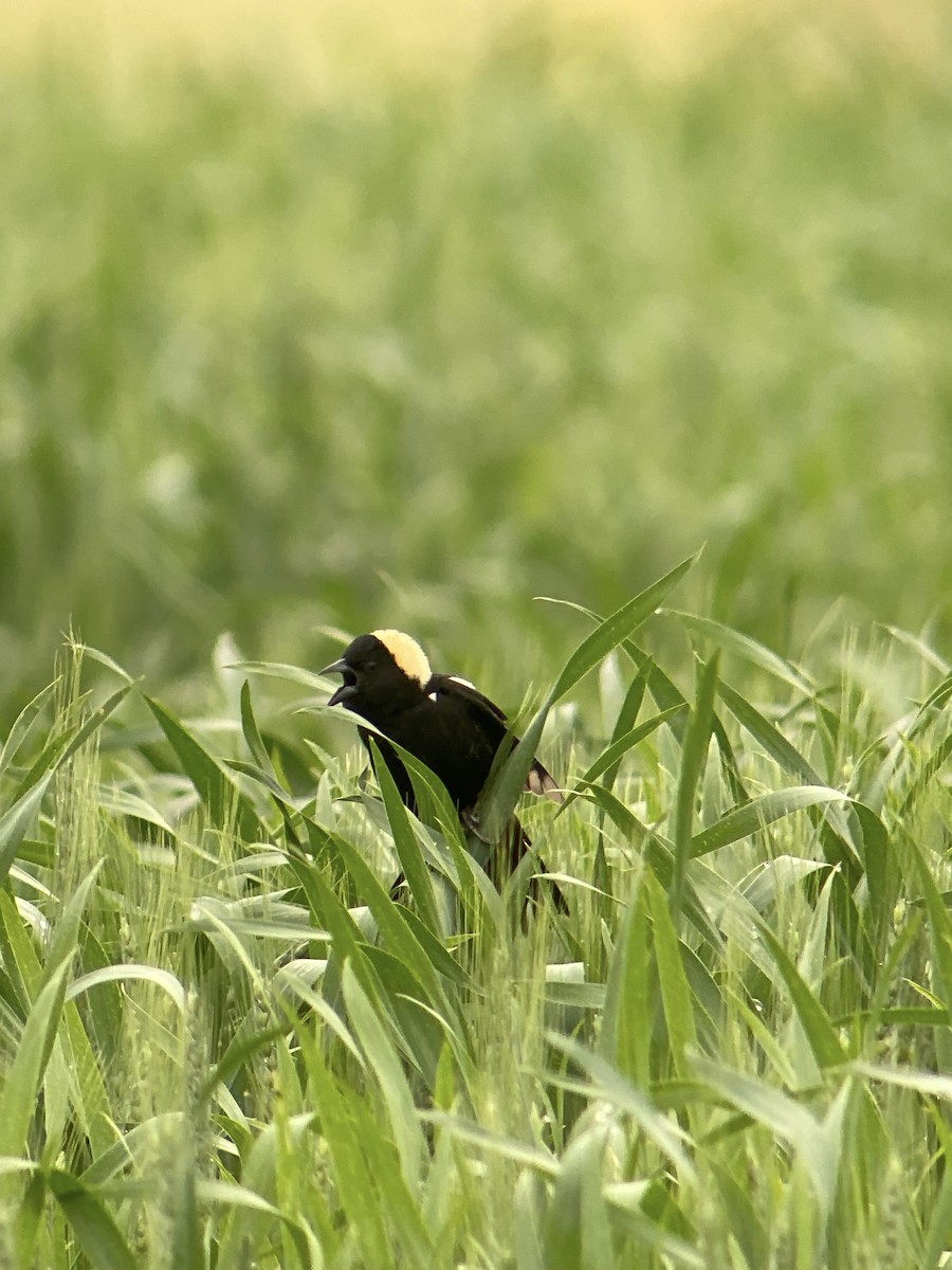 Bobolink - Tim Cornish