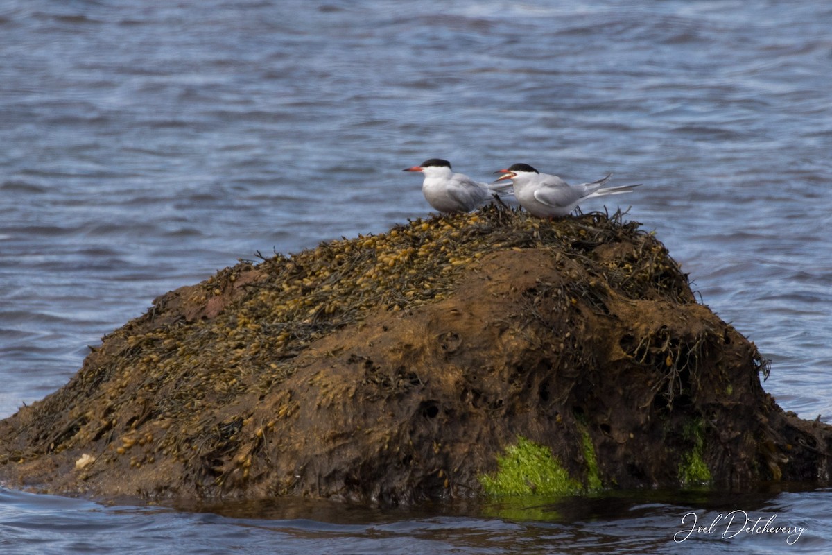 Common Tern - Detcheverry Joël