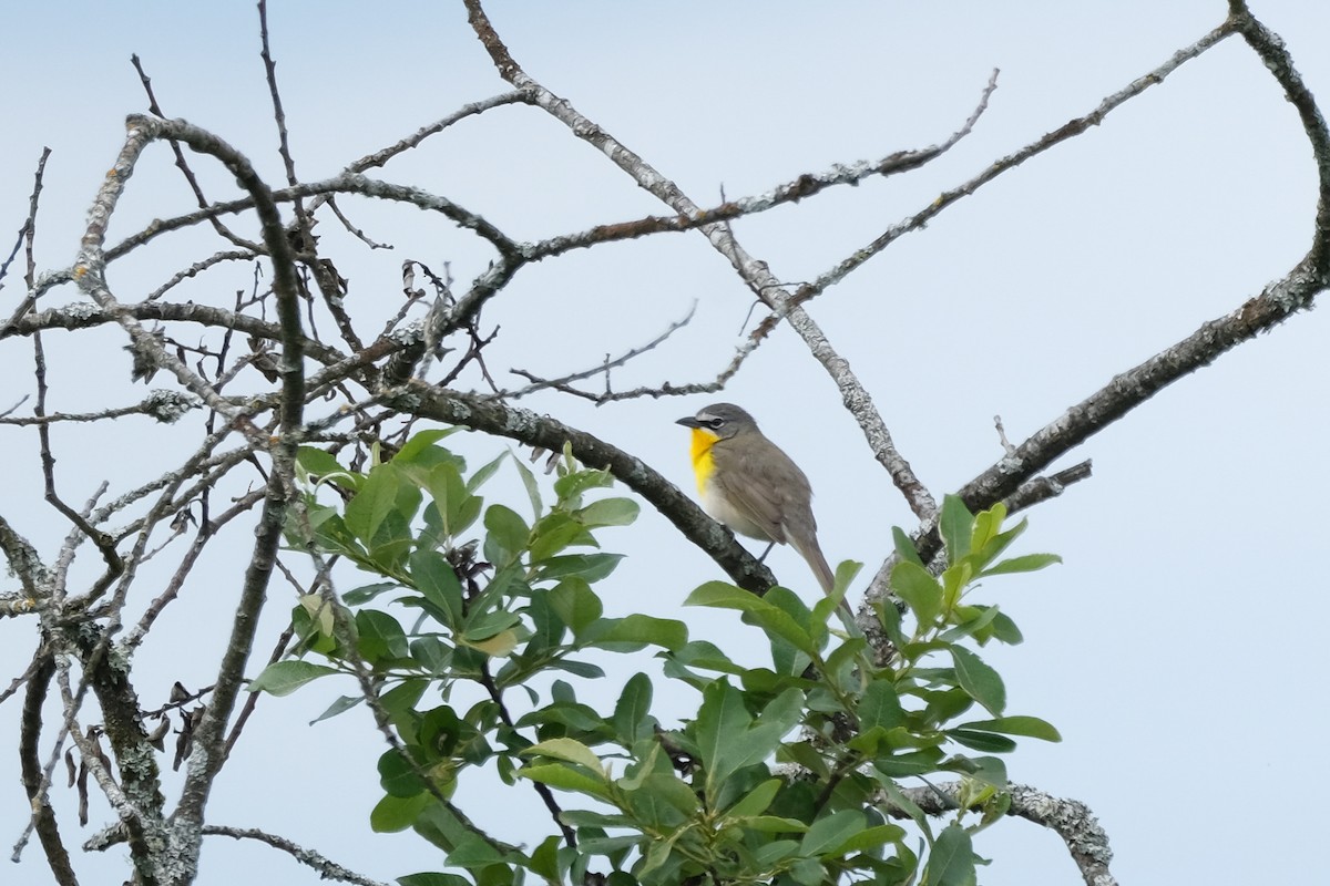 Yellow-breasted Chat - ML619400174