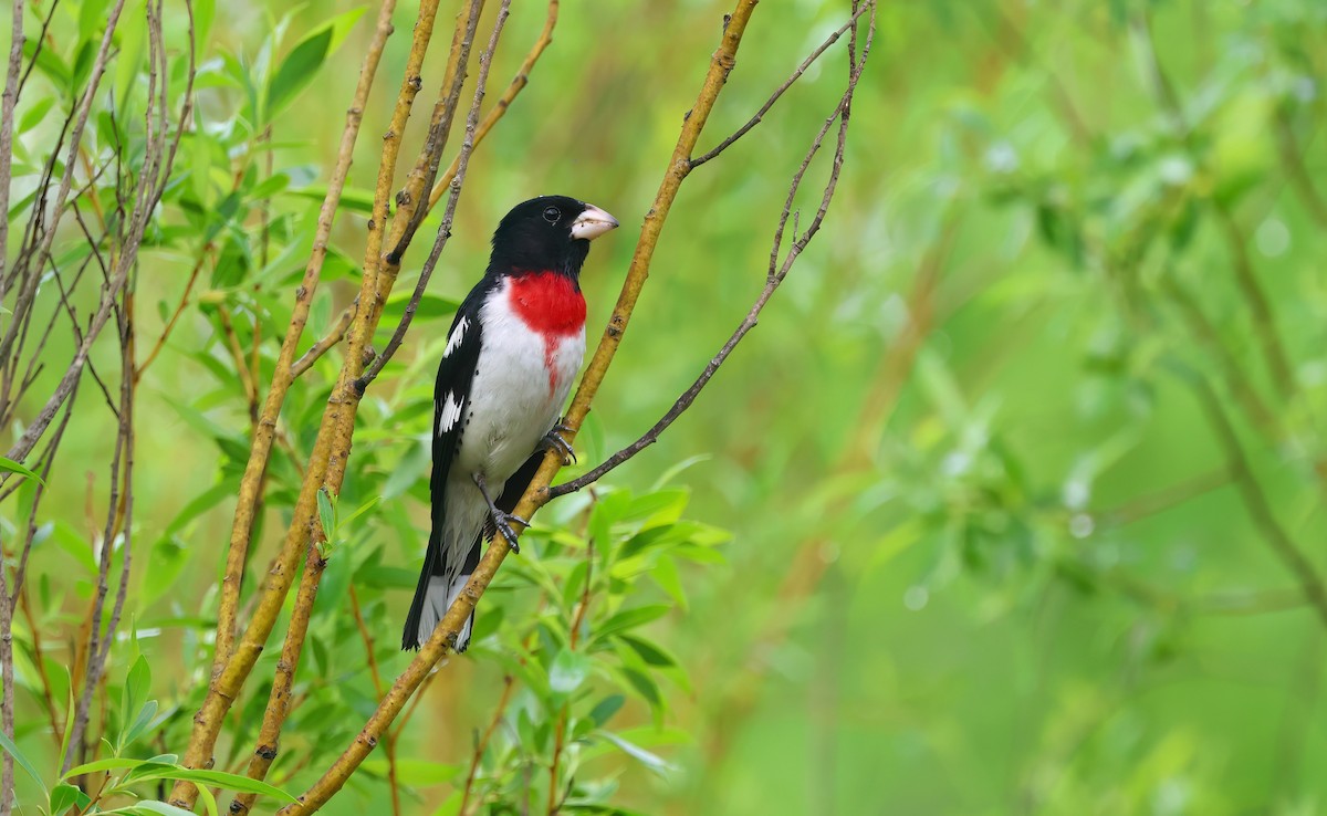 Rose-breasted Grosbeak - Channa Jayasinghe