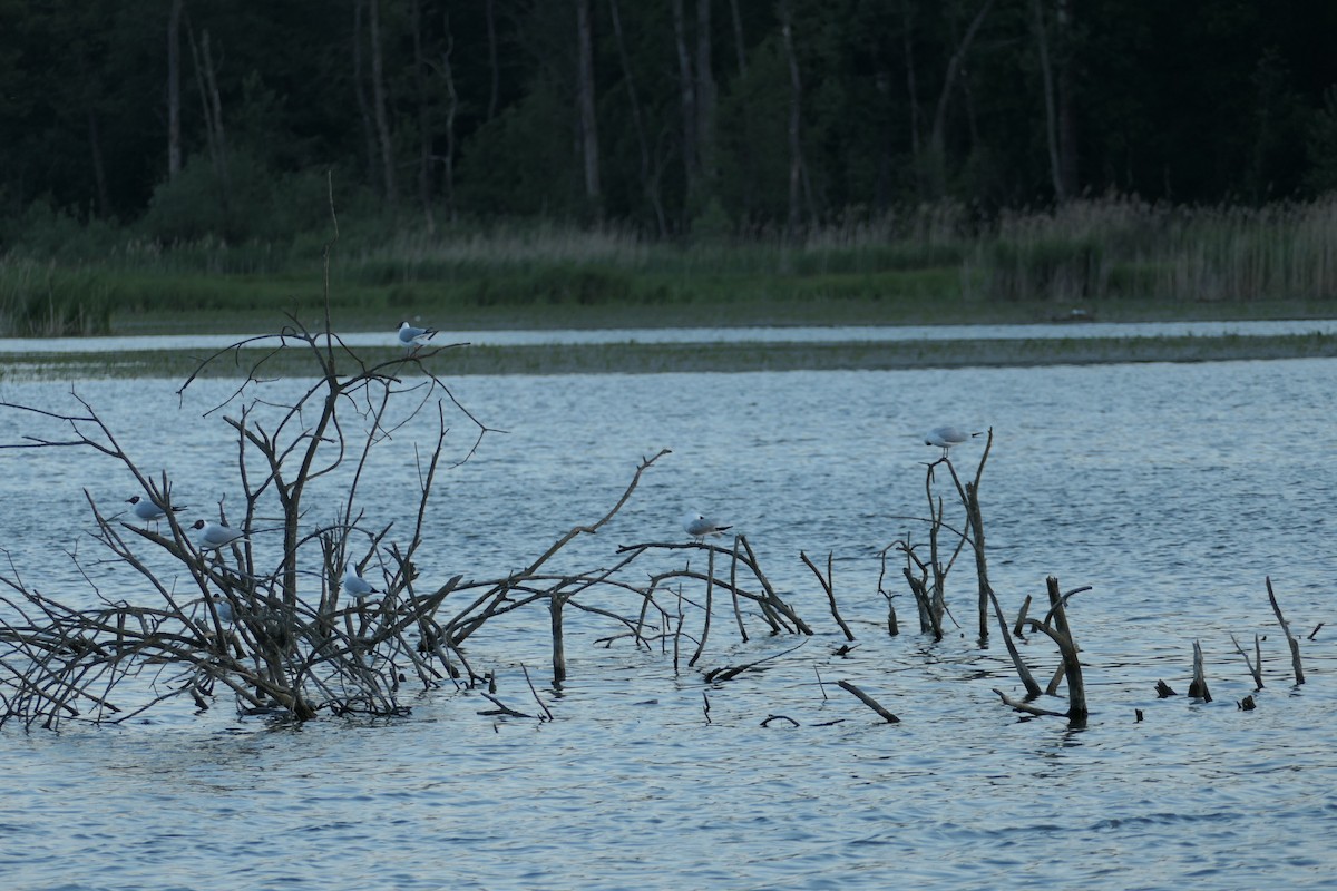 Black-headed Gull - Krzysztof Dudzik-Górnicki