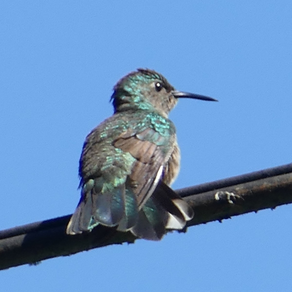 Scaly-breasted Hummingbird - Ulrike Schmölzer