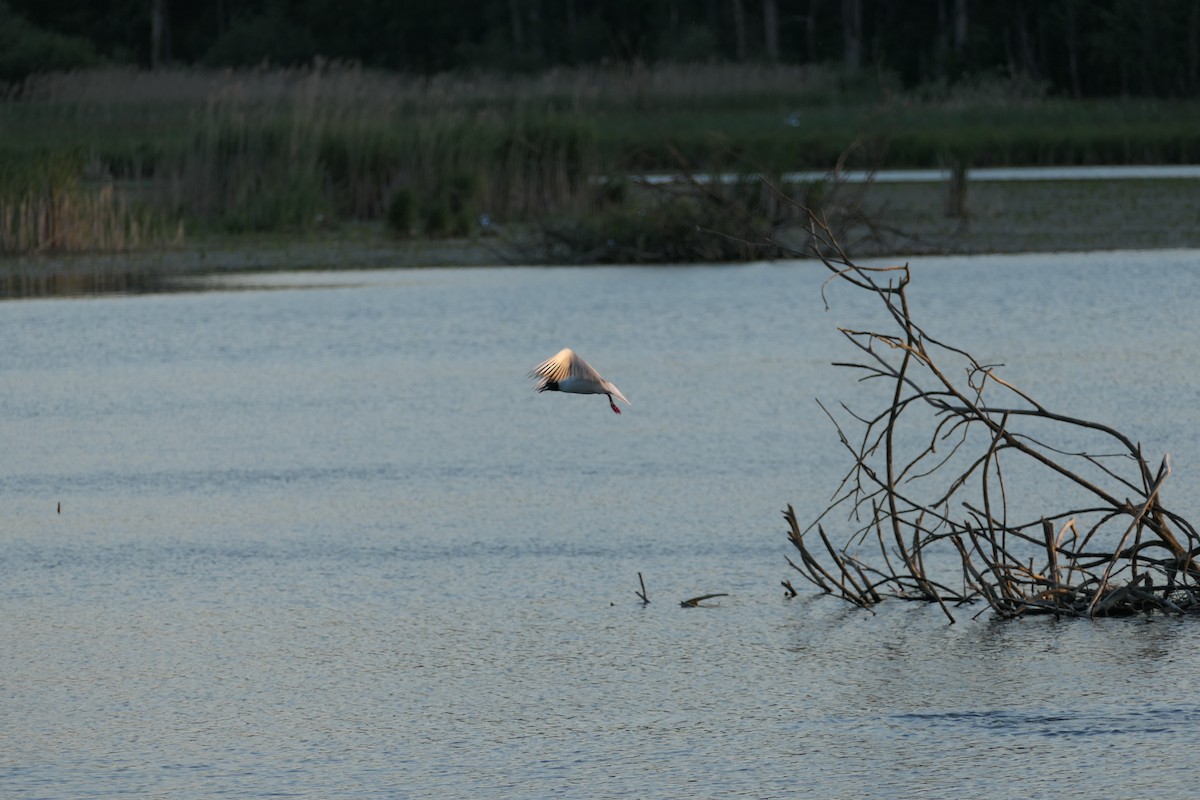 Black-headed Gull - ML619400194