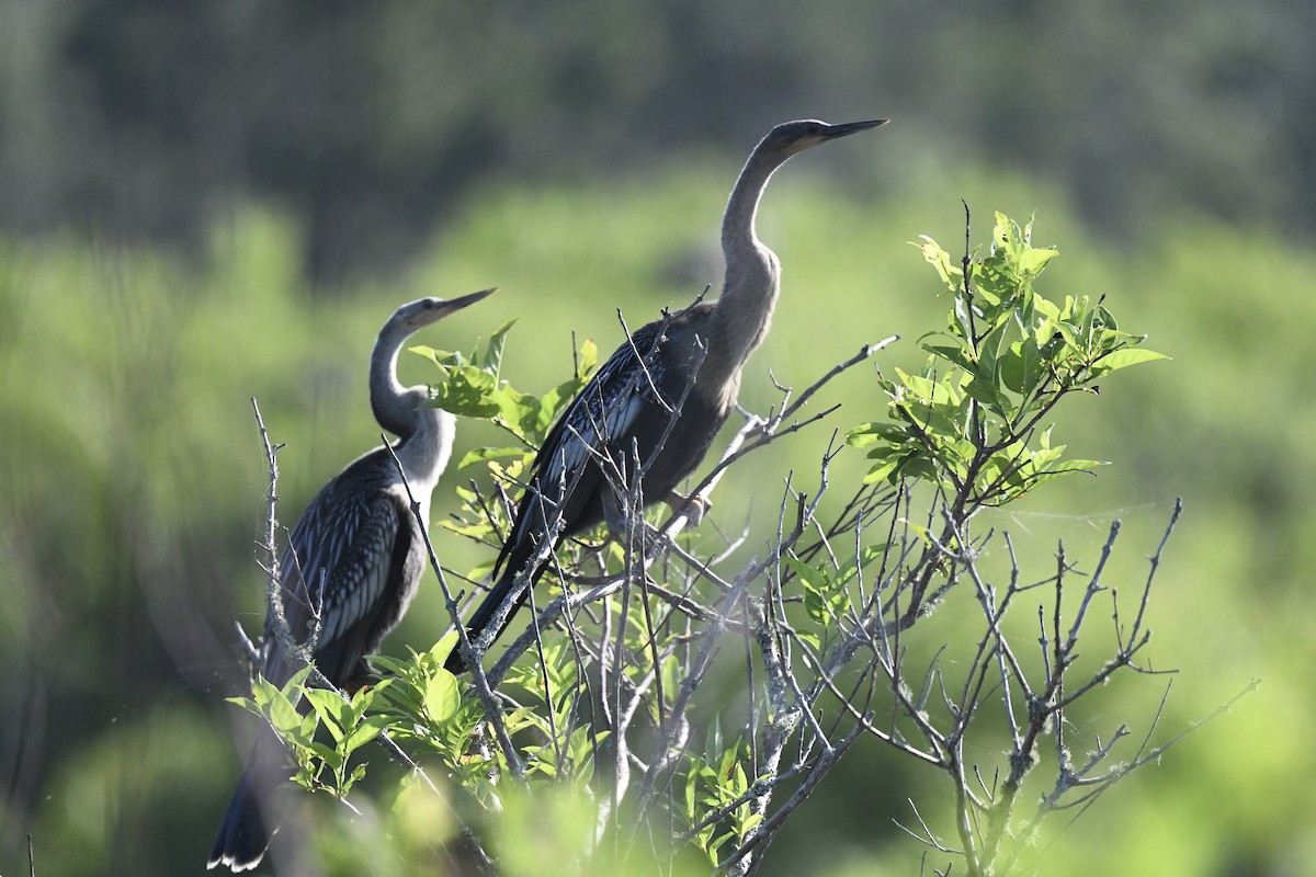 Anhinga - jianping dong