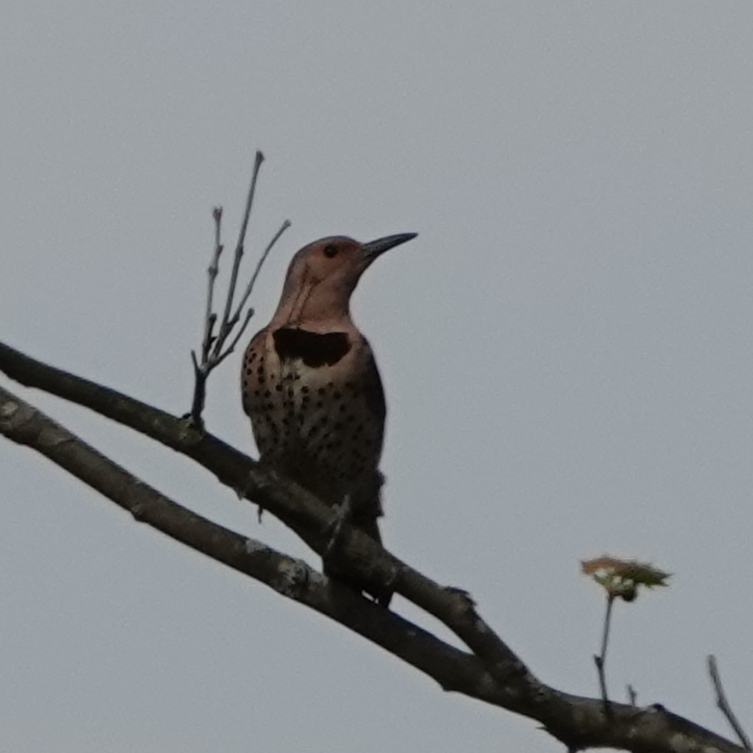 Northern Flicker - Jana Lagan