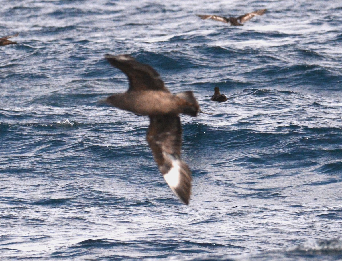 South Polar Skua - Mark Oberle