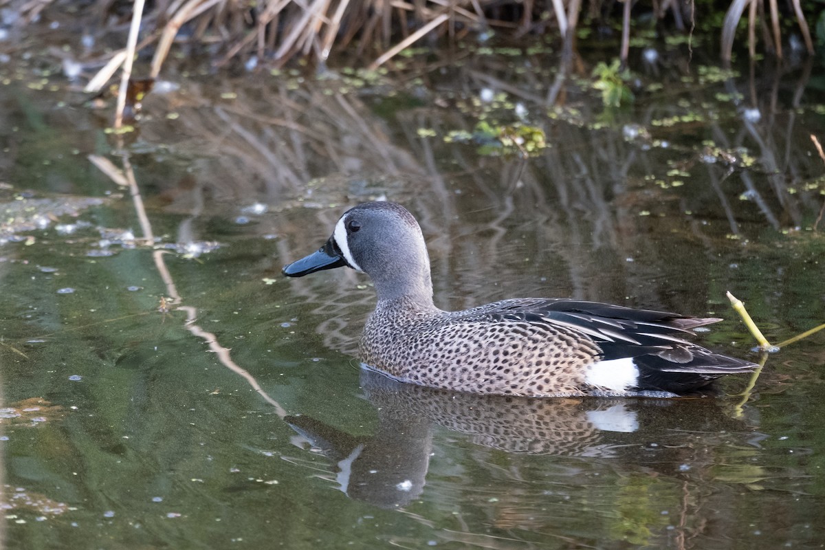 Blue-winged Teal - ML619400214