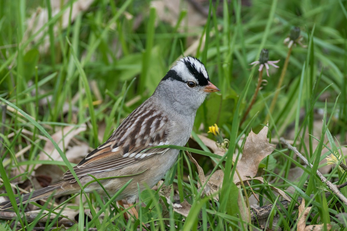 White-crowned Sparrow - Trish Bonadonna