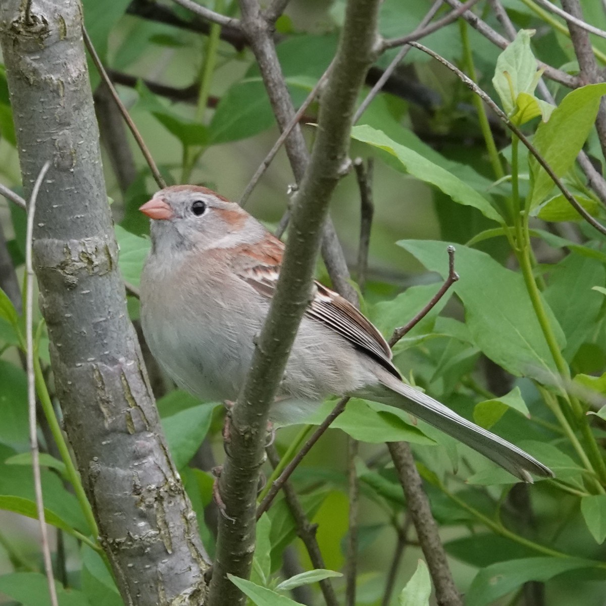 Field Sparrow - Jana Lagan