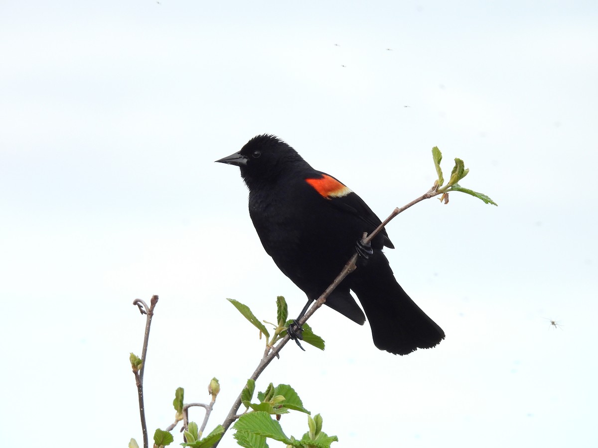 Red-winged Blackbird - Denise Moreault