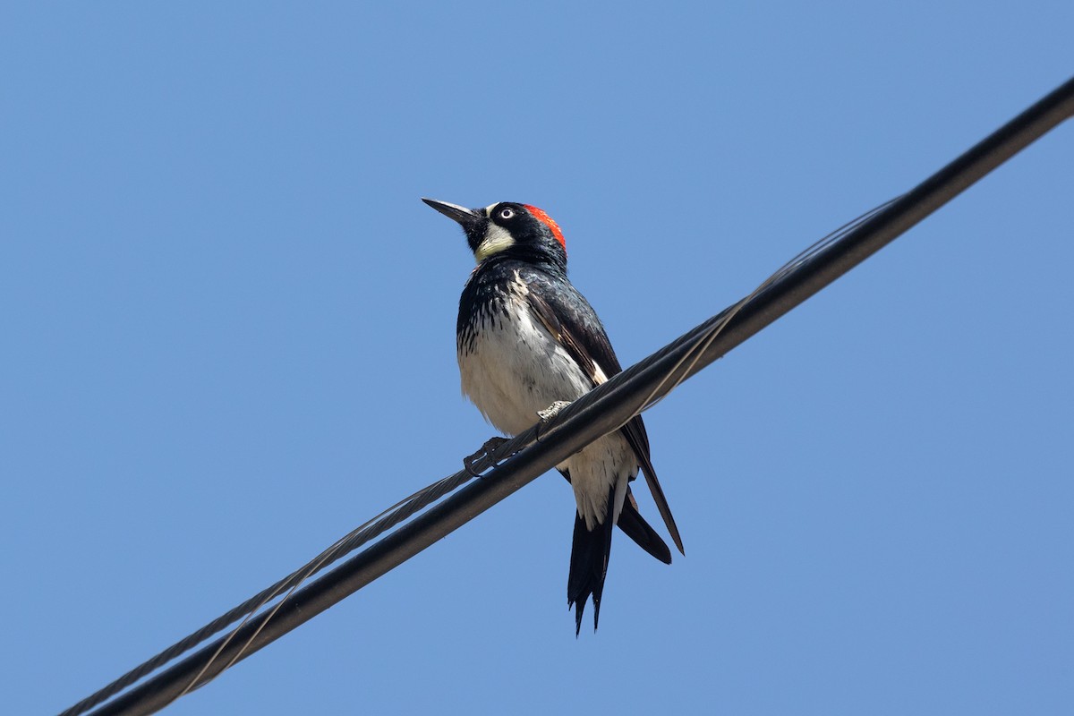 Acorn Woodpecker - Kathryn McGiffen