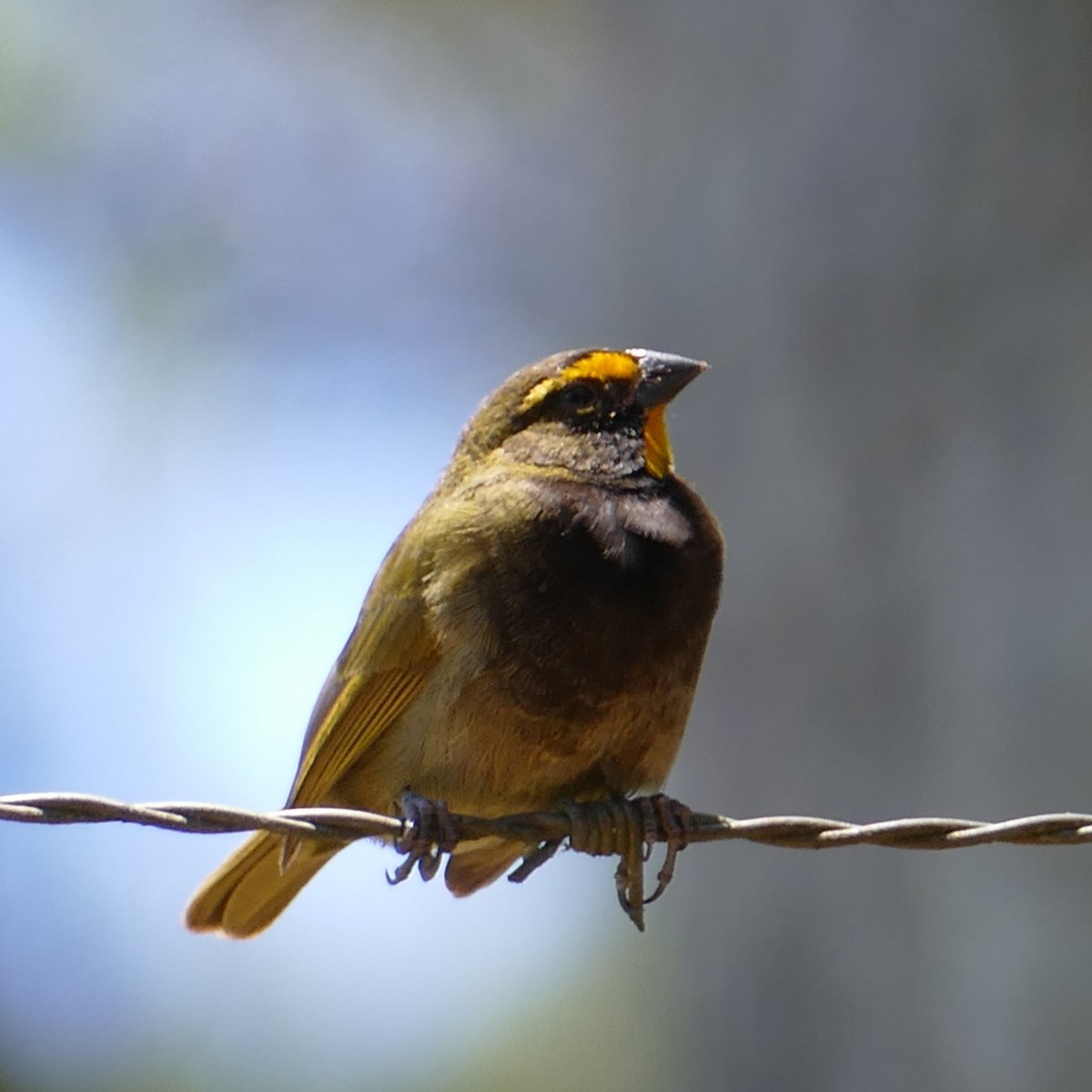 Yellow-faced Grassquit - Ulrike Schmölzer