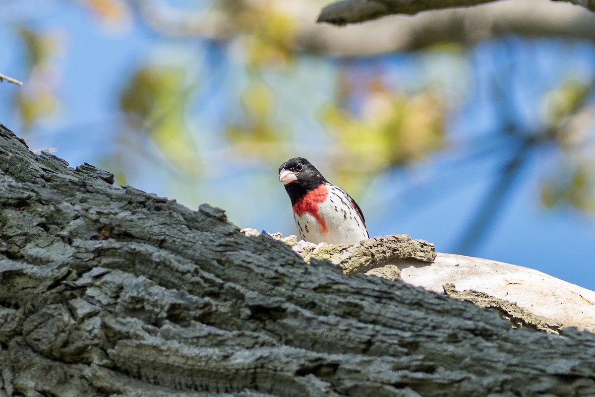 Rose-breasted Grosbeak - Trish Bonadonna