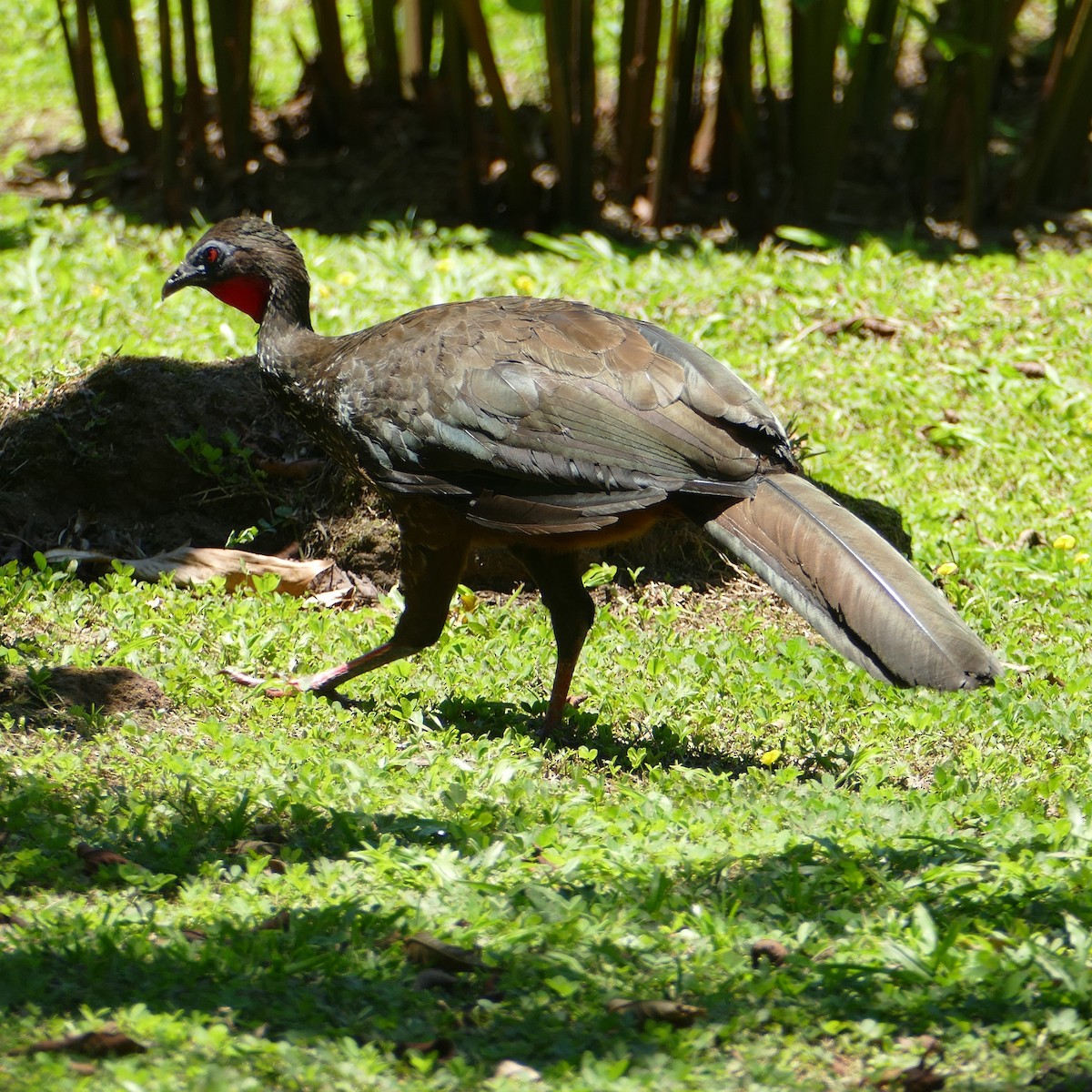 Crested Guan - Ulrike Schmölzer