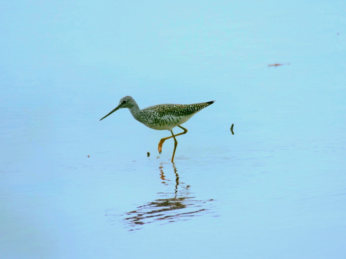 Greater Yellowlegs - william gray