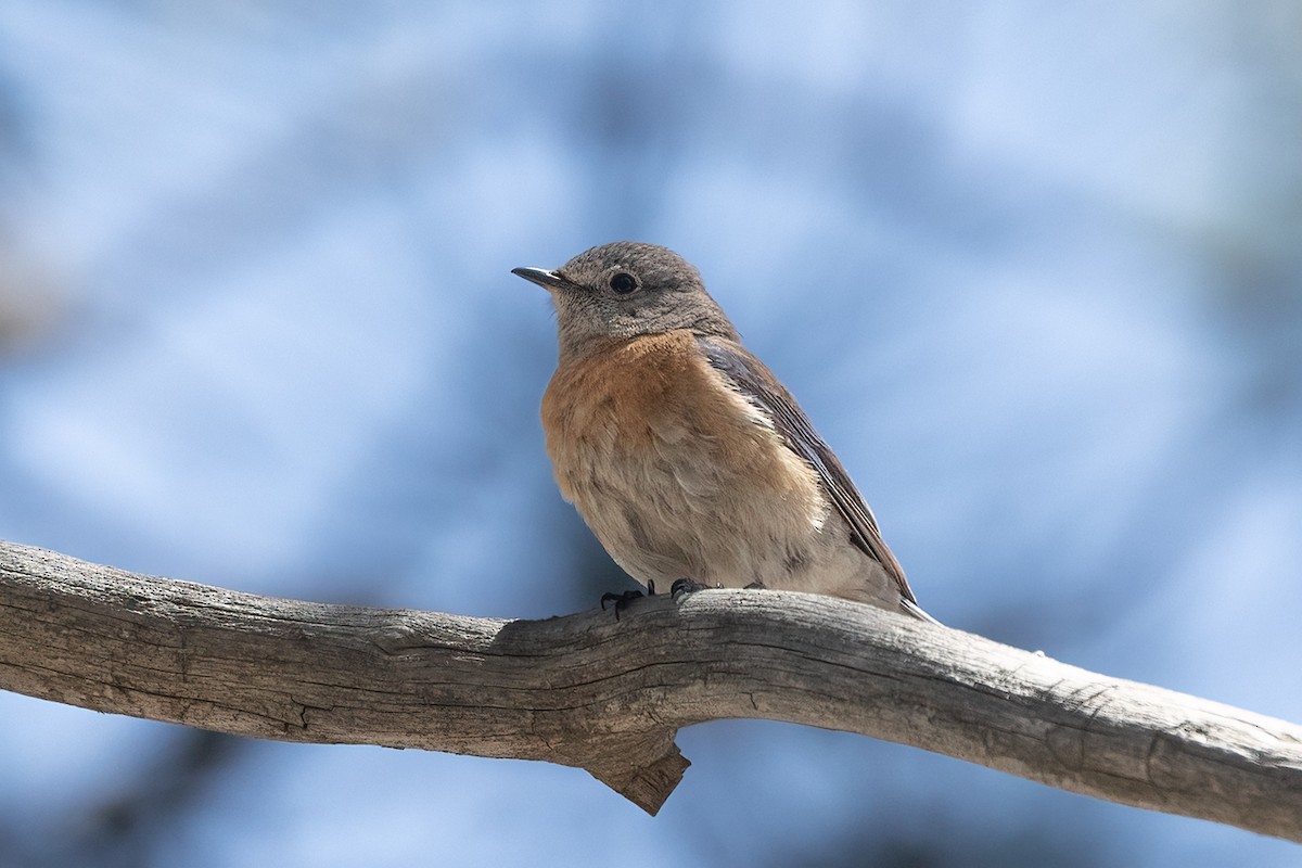 Western Bluebird - Kathryn McGiffen