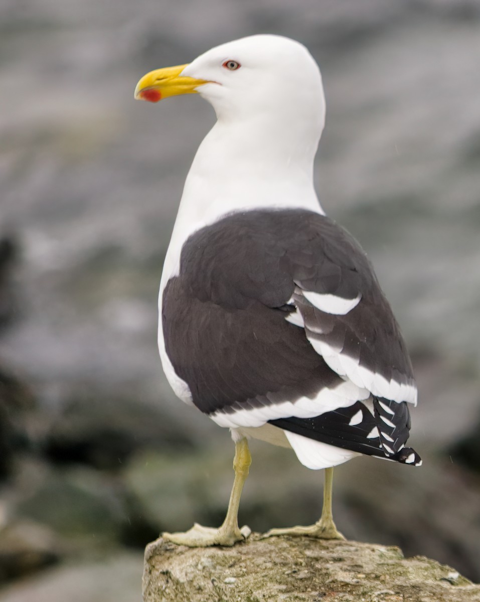 Kelp Gull - Anonymous