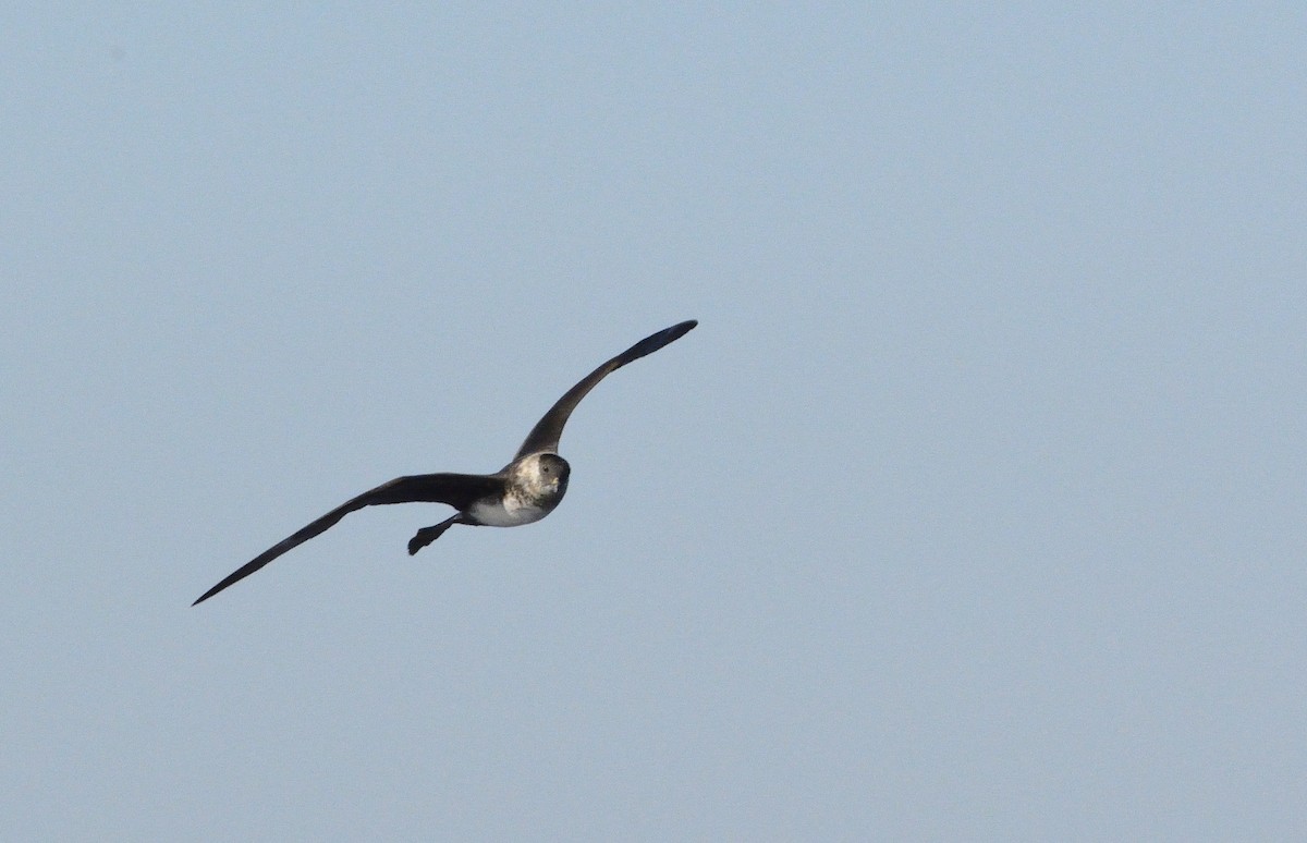 Pomarine Jaeger - Carlos Alberto Ramírez