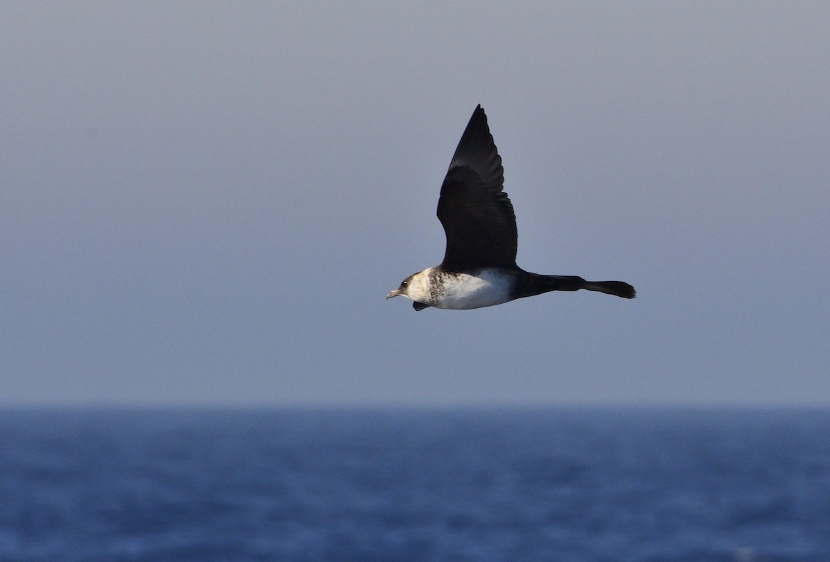 Pomarine Jaeger - Carlos Alberto Ramírez