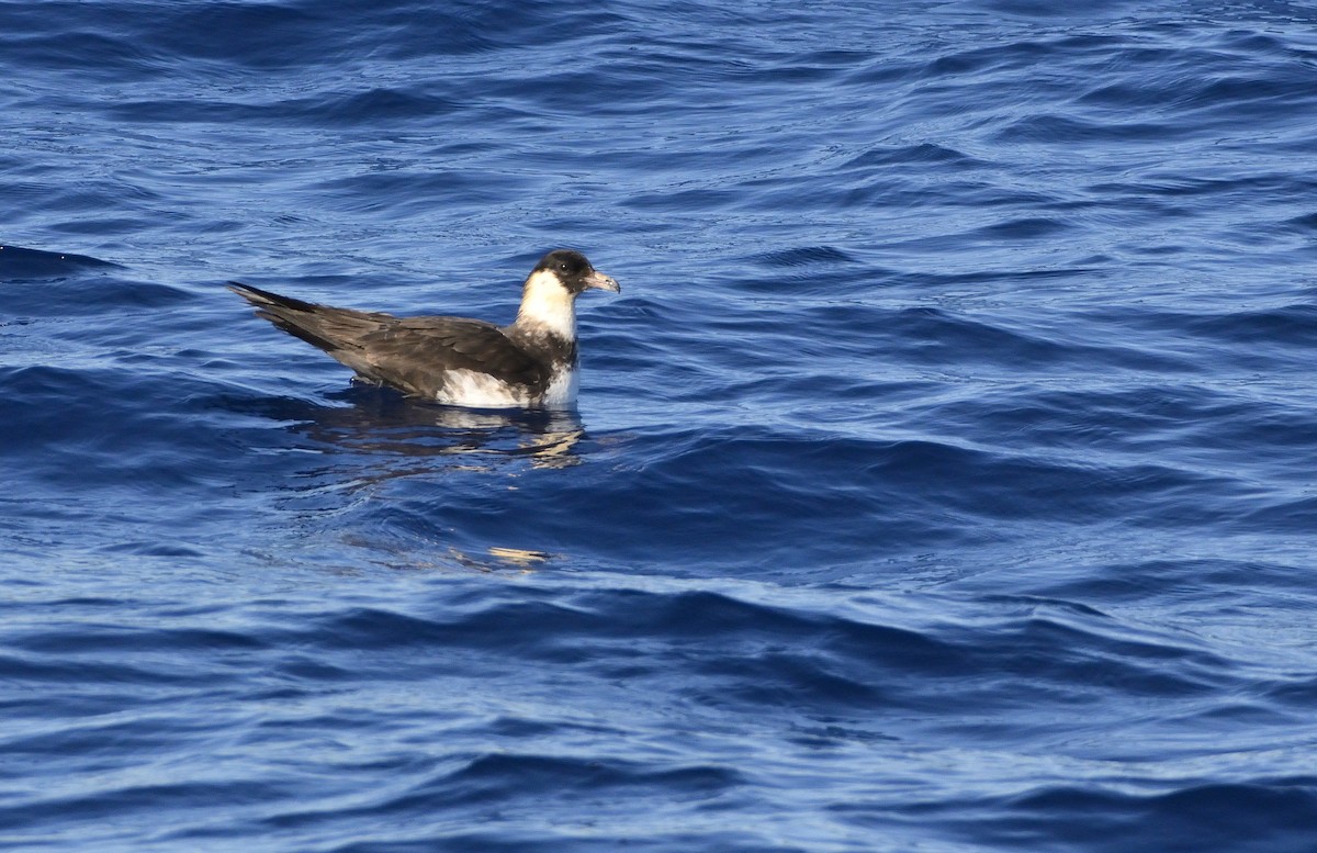 Pomarine Jaeger - Carlos Alberto Ramírez