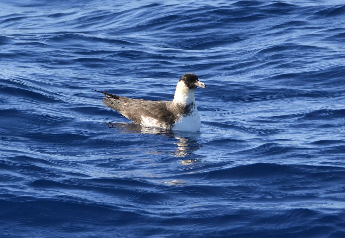 Pomarine Jaeger - Carlos Alberto Ramírez