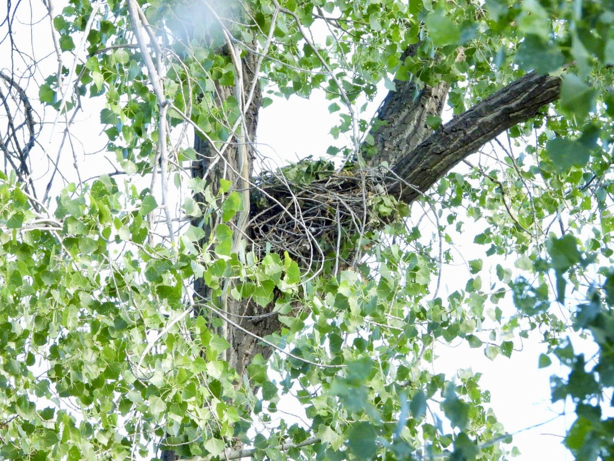 Common Black Hawk - Della Bossart