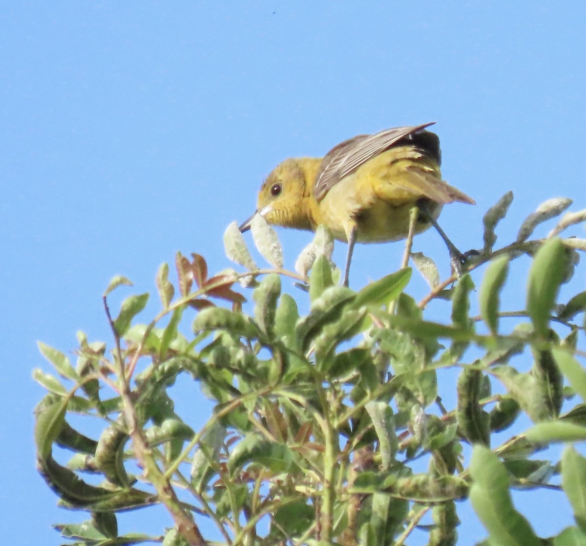 Hooded Oriole - Nancy Salem