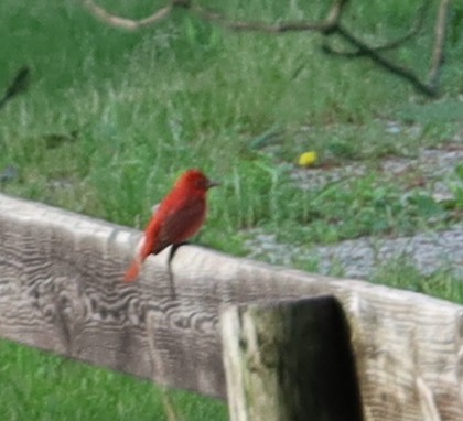 Summer Tanager - Birch D