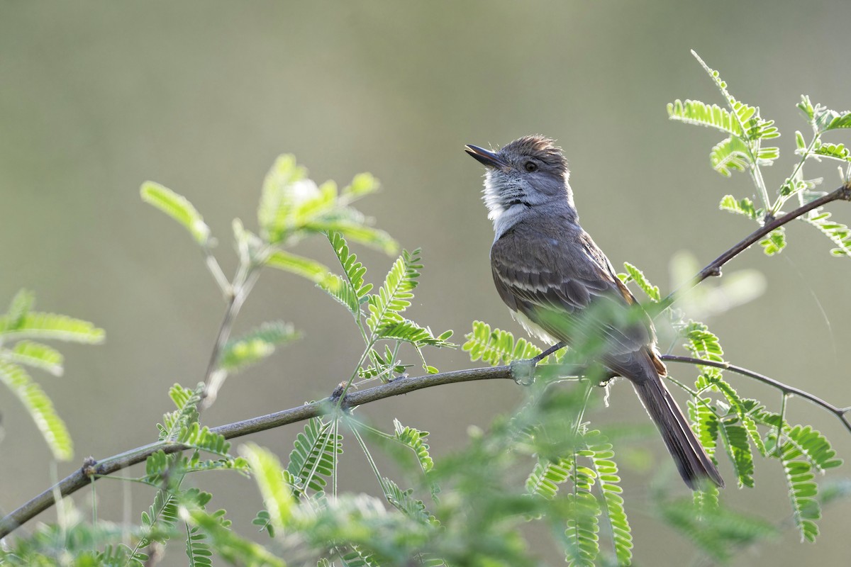 Ash-throated Flycatcher - Anonymous