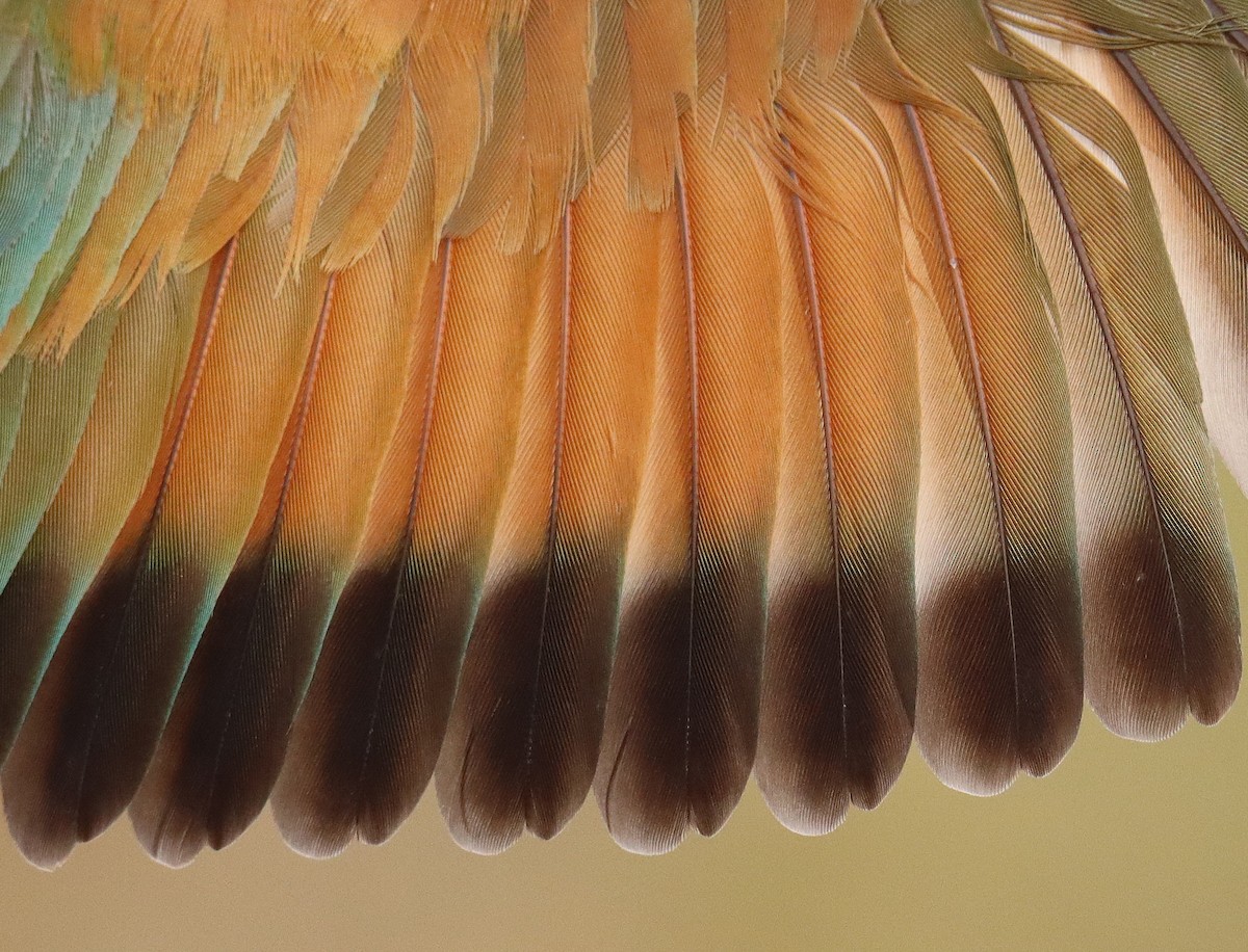 European Bee-eater - ML619400352