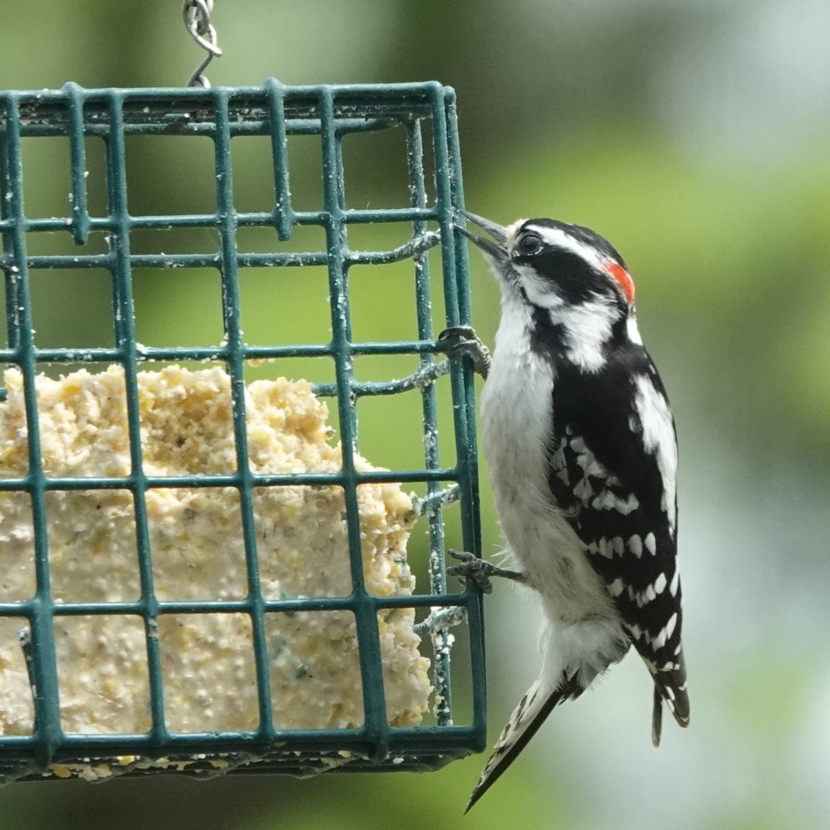 Downy Woodpecker - Jana Lagan