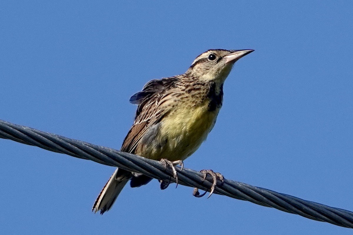 Eastern Meadowlark - Alena Capek