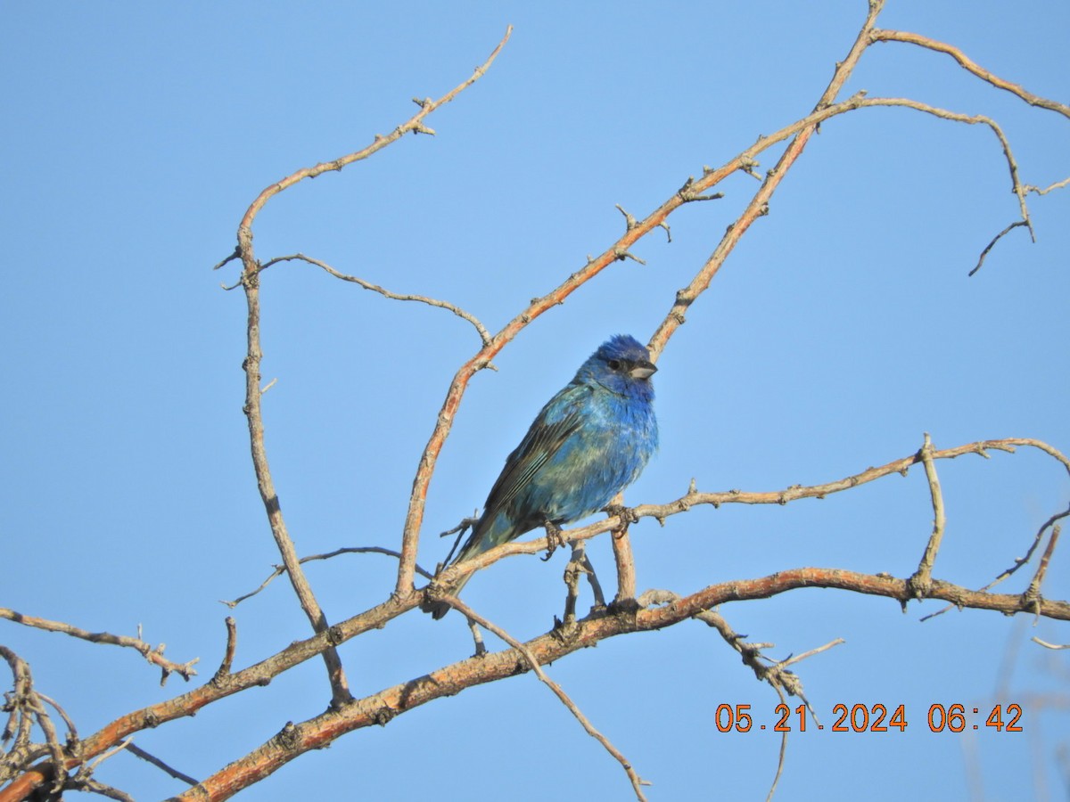 Indigo Bunting - ML619400376