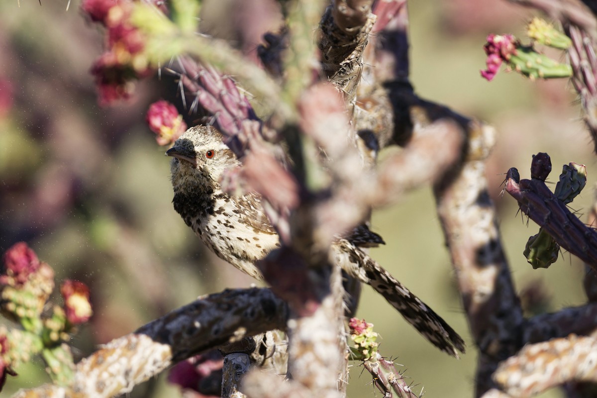 Cactus Wren - ML619400381