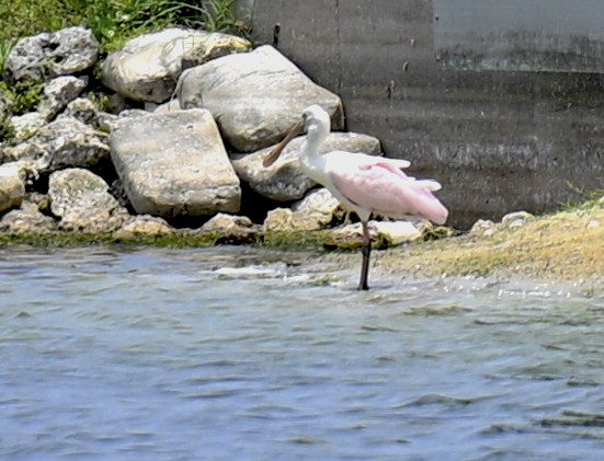 Roseate Spoonbill - Mitzi Cloud