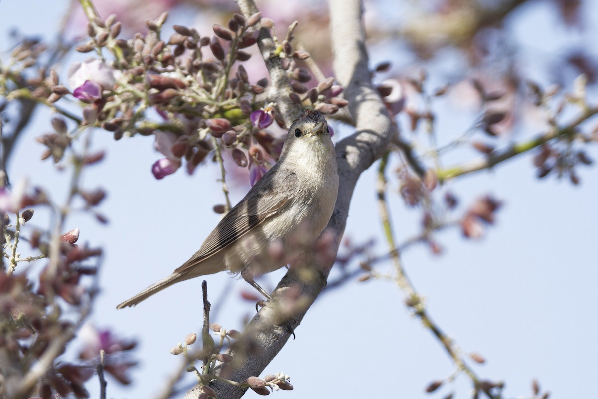 Lucy's Warbler - Anonymous