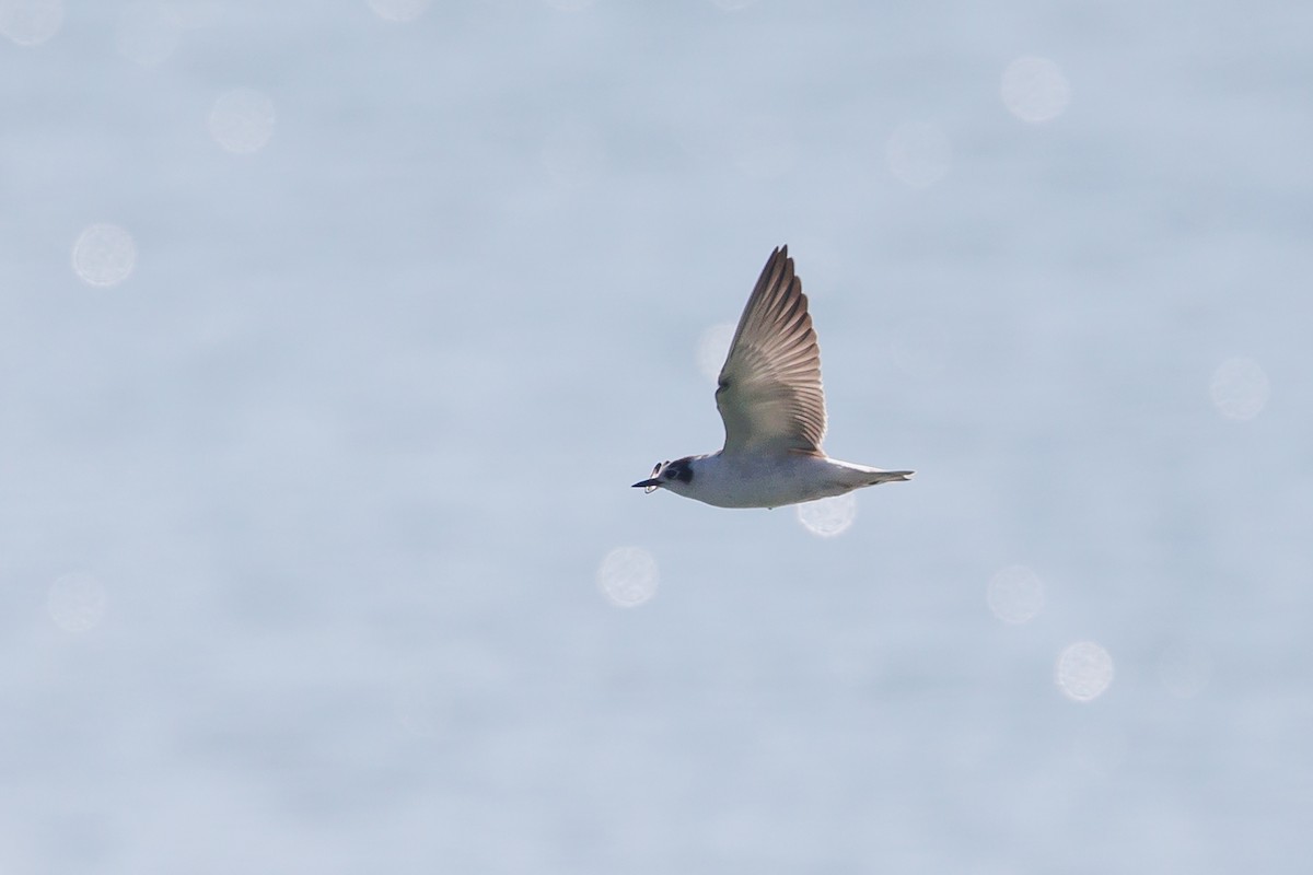 White-winged Tern - Giorgi Natsvlishvili