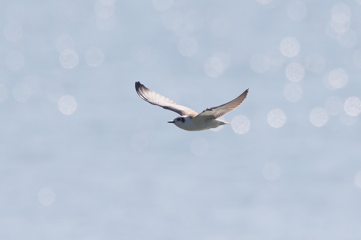 White-winged Tern - Giorgi Natsvlishvili