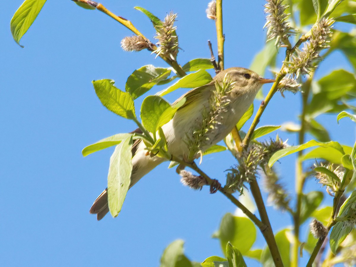 Willow Warbler - Ilya R