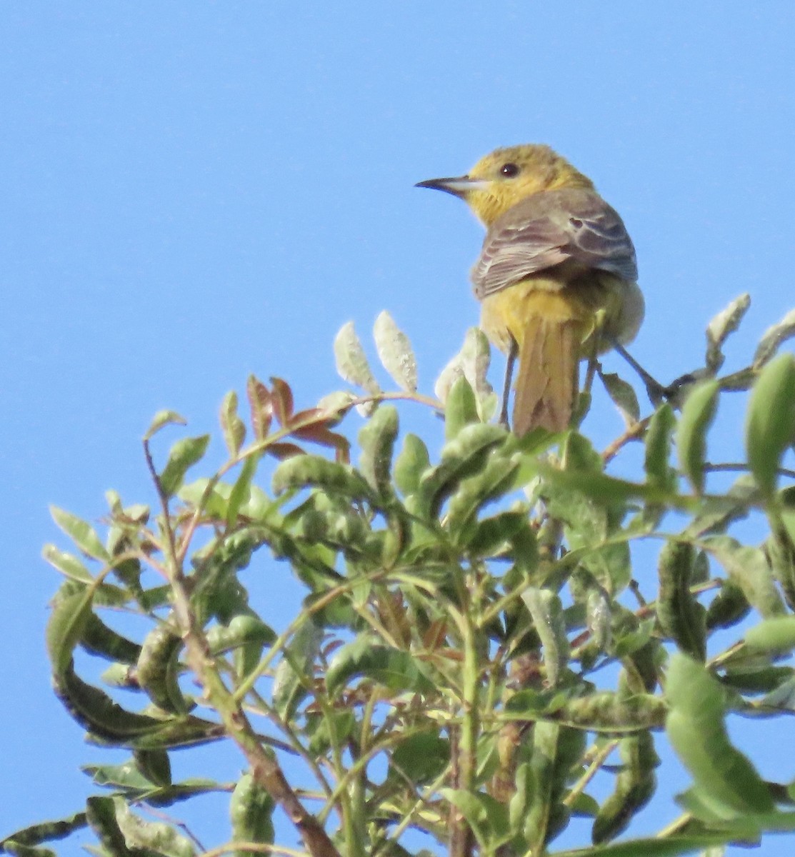 Hooded Oriole - Nancy Salem