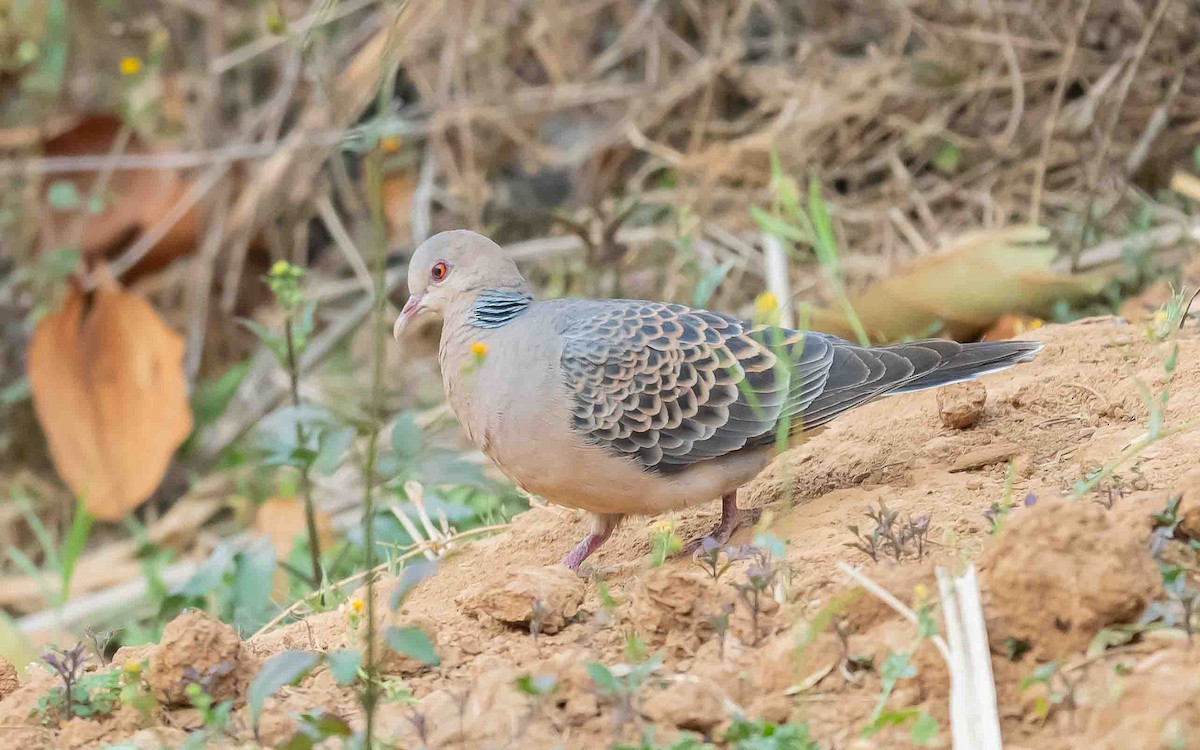 Oriental Turtle-Dove - Jean-Louis  Carlo