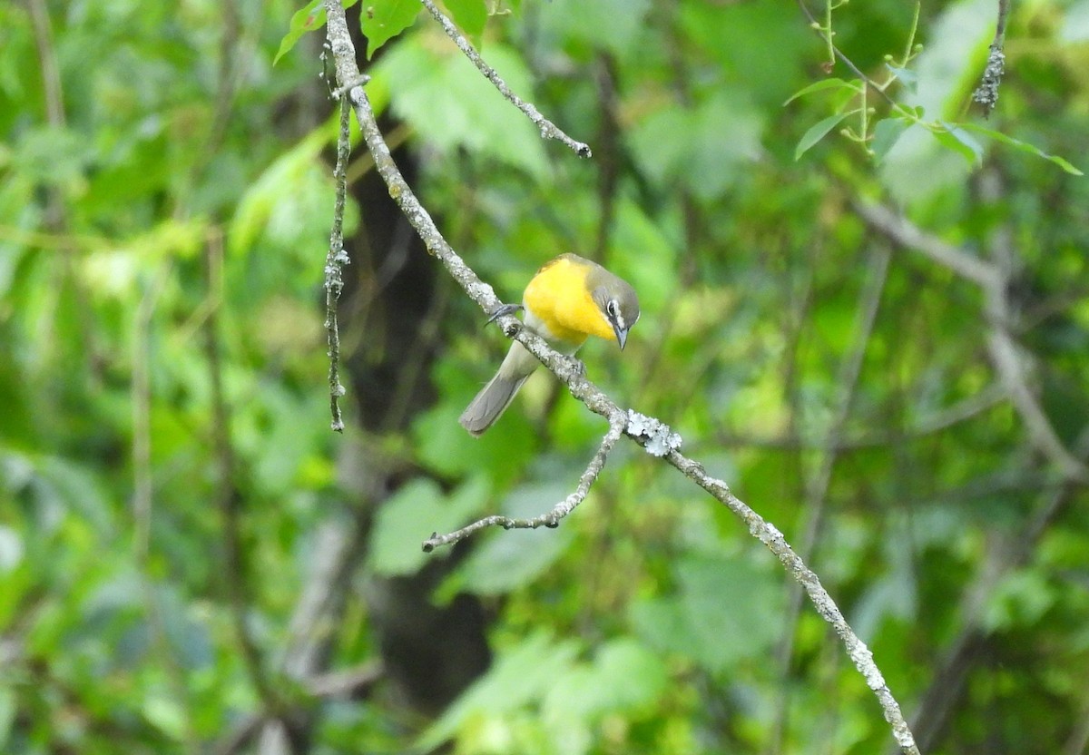 Yellow-breasted Chat - Brian Tinker